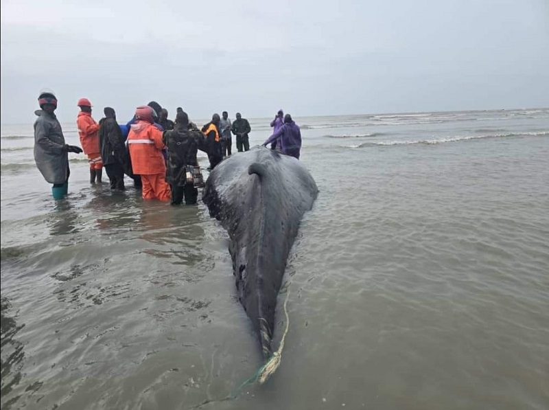 Forécariah. La baleine n’a pas pu être sauvée